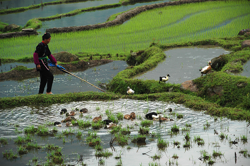 贵州从江侗族传承千年的稻鱼鸭生态种植法