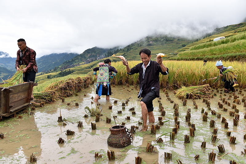 贵州从江侗族传承千年的稻鱼鸭生态种植法